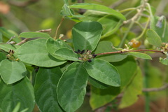 Hemidesmus indicus var. pubescens